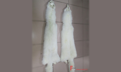 Noble and splendid fox fur skin