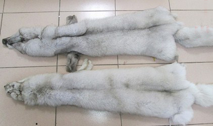 How much do you know about fox fur skin